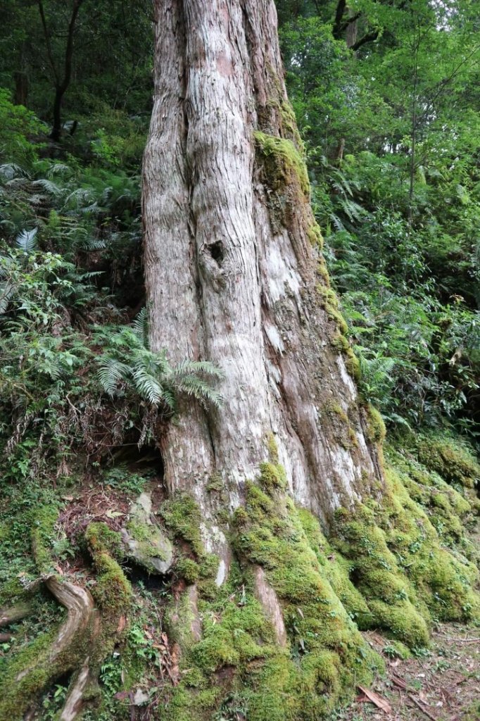 〔桃園復興〕拉拉山巨木，史詩級魔幻森林，75公頃紅檜 扁柏森林浴_2237323