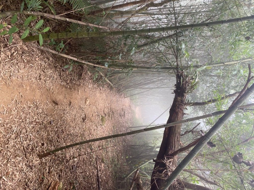 雲嘉八連峰-樟腦寮到福華宮_1921856