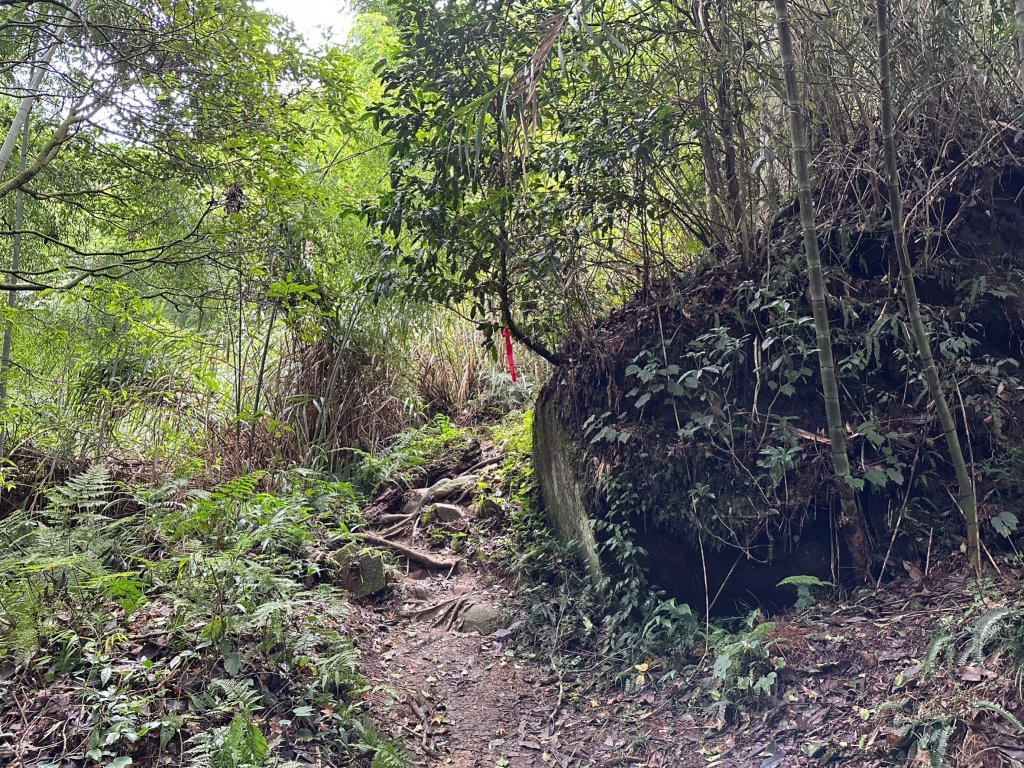 米堤走烏土堀林道到金柑樹山再到杉林溪天地眼封面圖