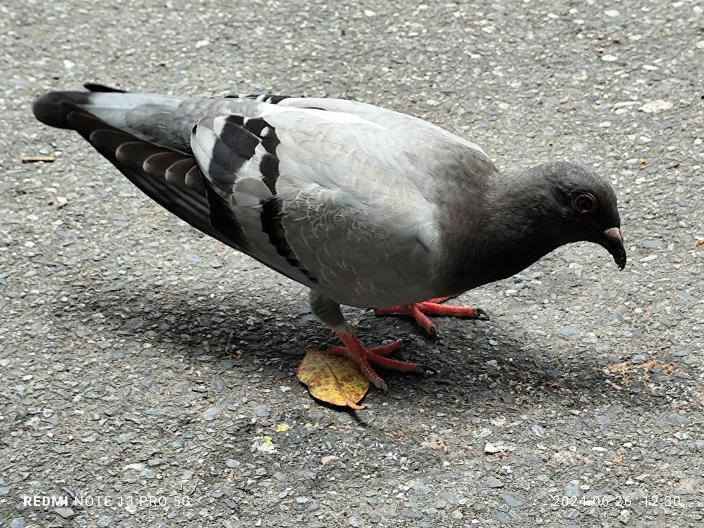 大安森林公園【走路趣尋寶】【臺北健走趣】_2536173