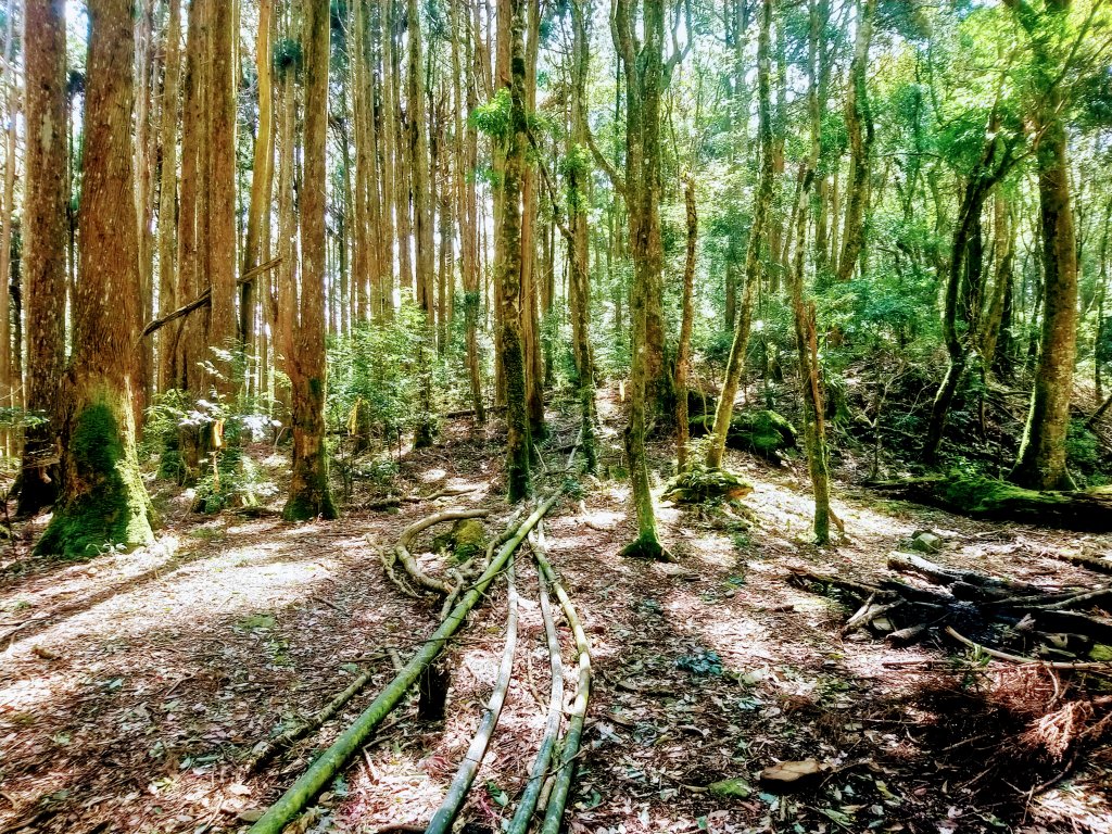 新竹天際線 比(南)比大鳥_881880