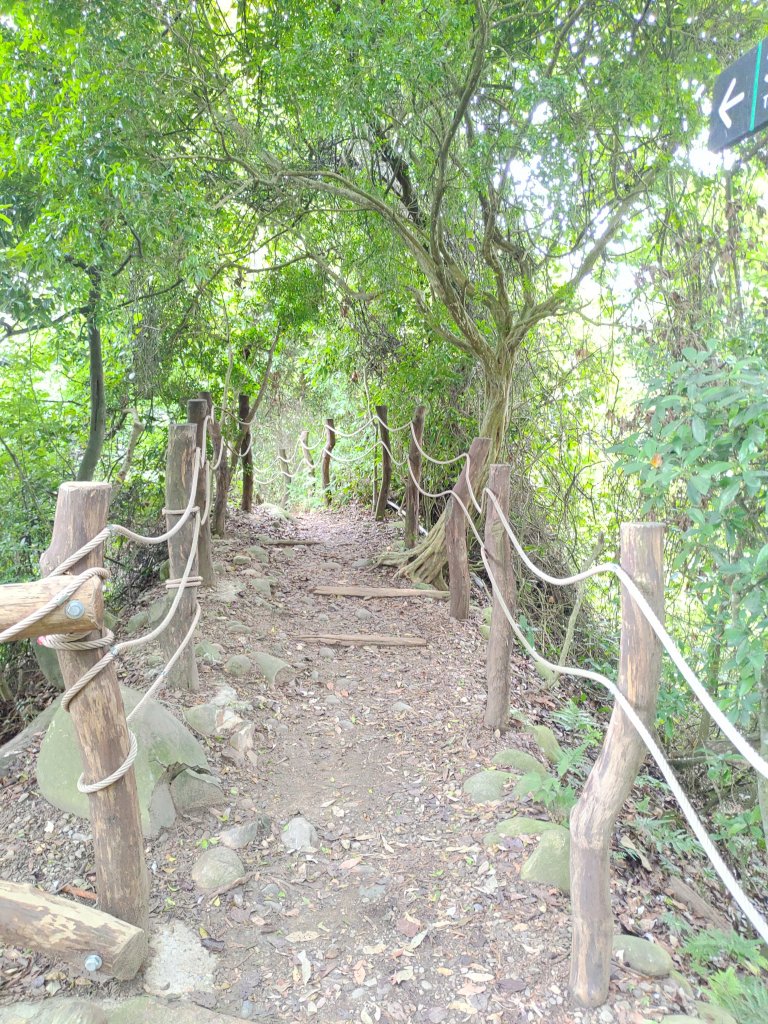 20230610大坑3-1號4號步道_2178908