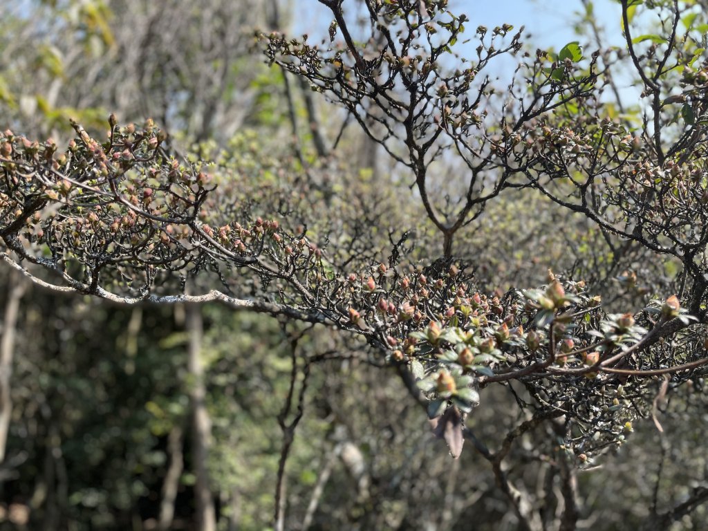 加里山的ㄧ葉蘭, 杜鵑_1338125