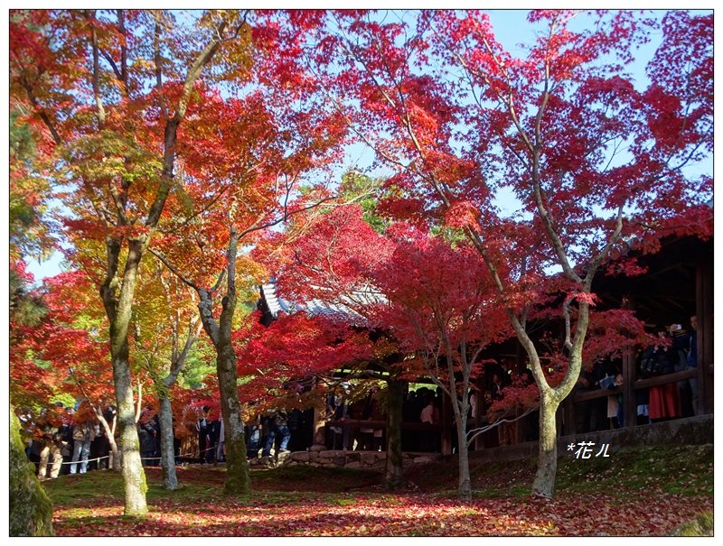 京都/東福寺的紅葉_755260