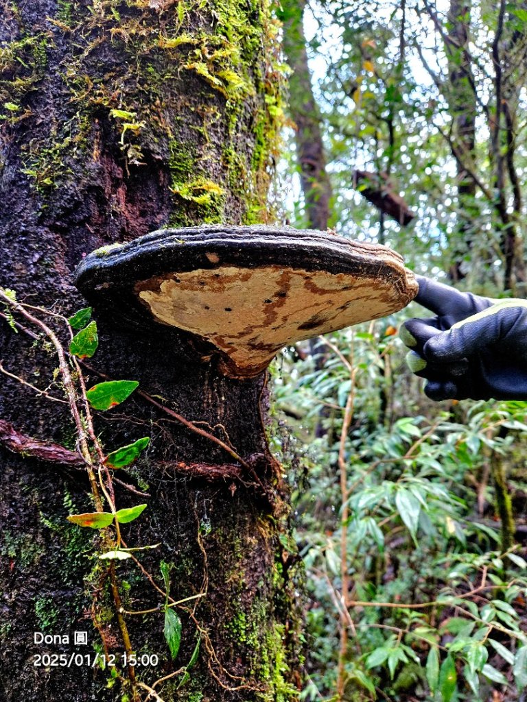 【北插天山】福山上北插天山(整理山徑架繩索布條完工)_2689772