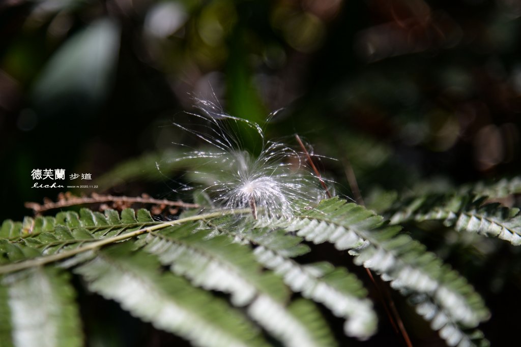 德芙蘭步道_1278414
