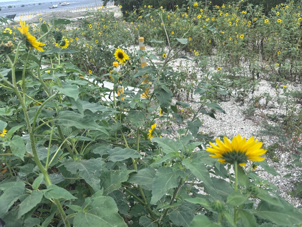 芳苑濕地紅樹林海空步道_2766453
