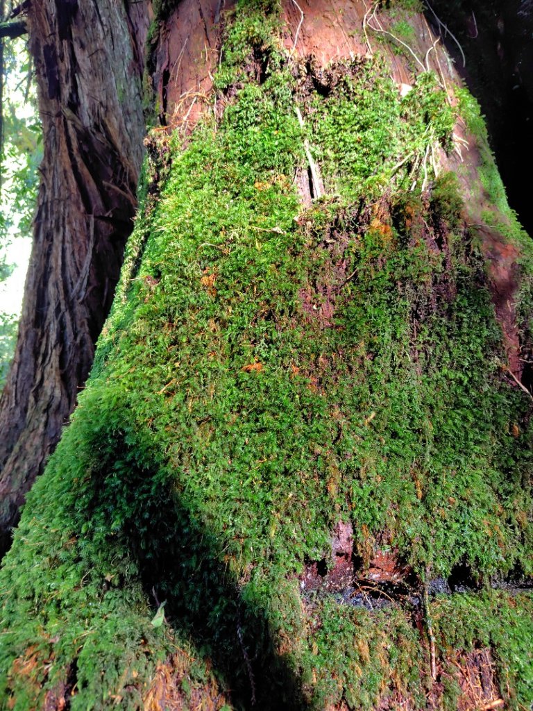 沙里仙林道、沙里仙溪、同富山/埔沙山、東埔山、阿毛巨木_2812608