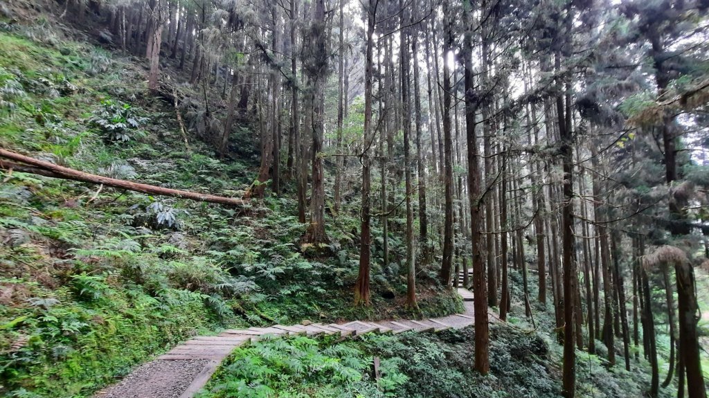《南投》溪頭四姝｜杉林溪杜鵑林步道環金柑樹山O型20220430_1695556