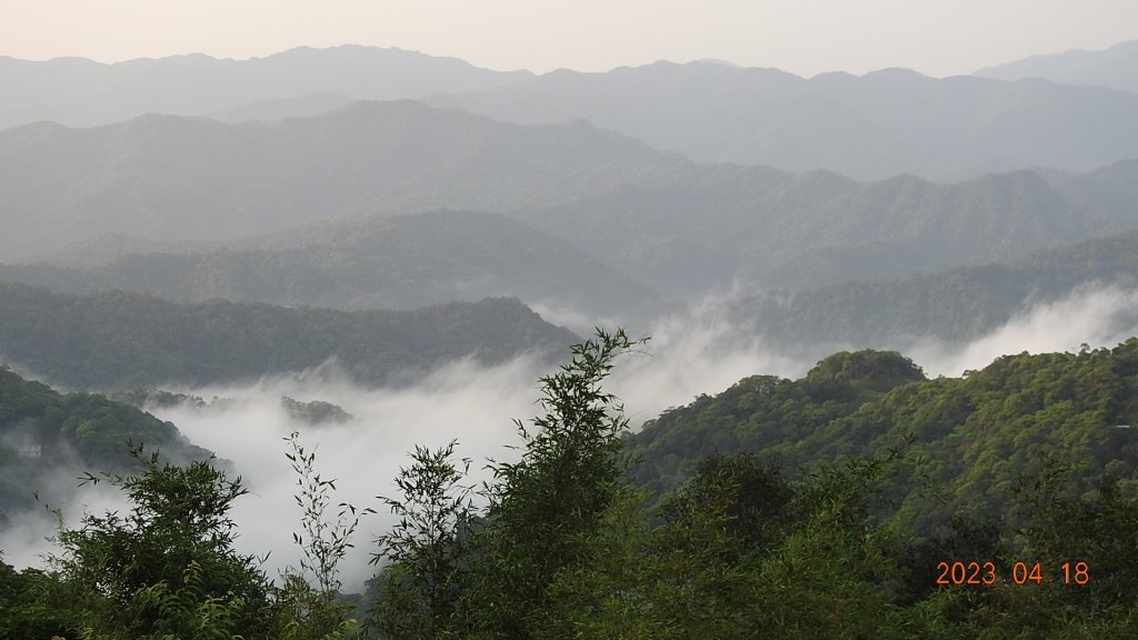 石碇十三股山/小格頭日出雲海+賞 #西施花 #松月櫻 孤挺花&桐花_2118992