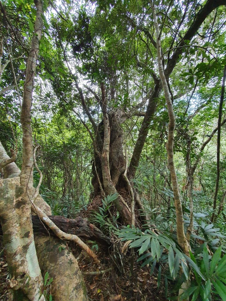 【花蓮富里】 海岸三雄-新港山我來了~_1146206
