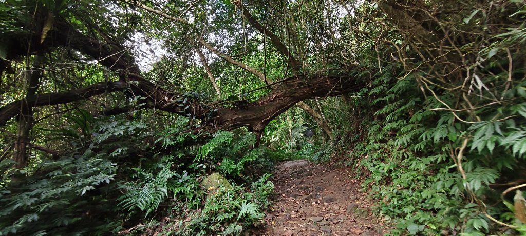 2025/10/26_馬胎古道_2925710