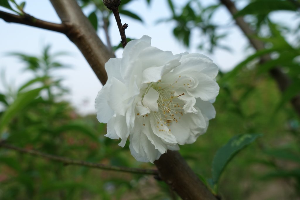 貓空杏花林_1280306