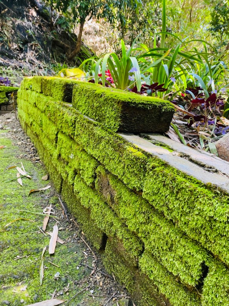 聚興山#40號小百岳_1619441