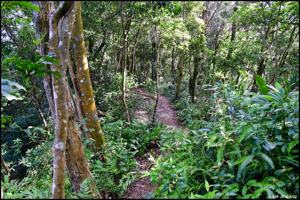 大溪。白石山 訪 艷紅鹿子百合_396176