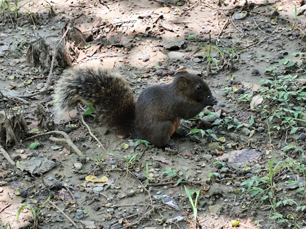 大安森林公園【走路趣尋寶】【臺北健走趣】封面圖