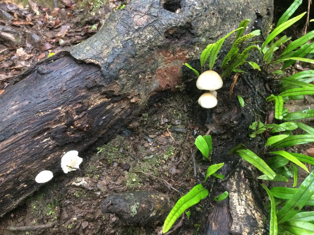 復興尖山之速_446602