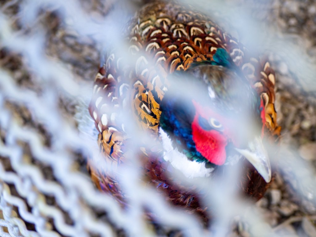 鳳凰谷鳥園_2961160