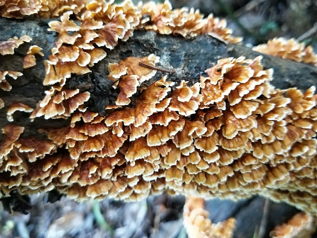 202009 大屯山/二子坪/向天步道_1115568