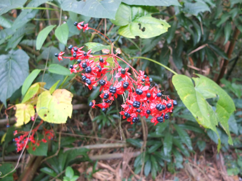 2018.11.17紅毛埤山之旅_1411326