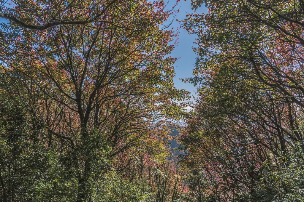 20221222稍來山_1964818