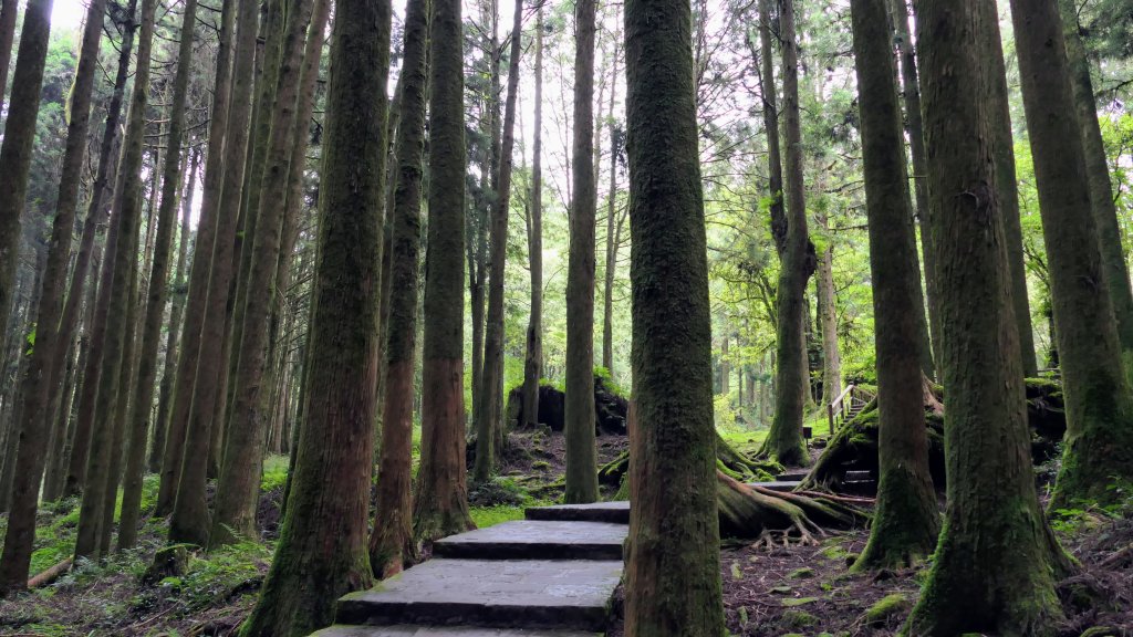 阿里山森遊區-神木步道_2536887