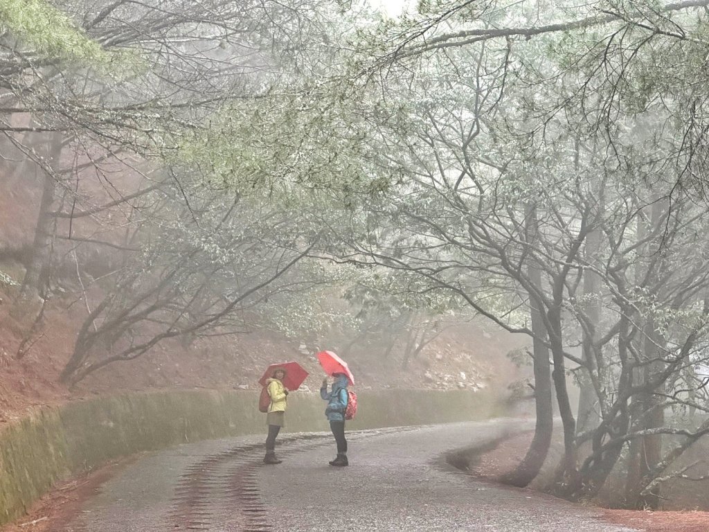 大雪山 神木 天池 春遊賞花_2115128