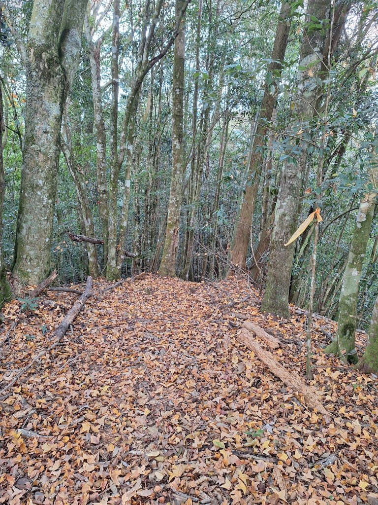 盡尾山20251225_2972003