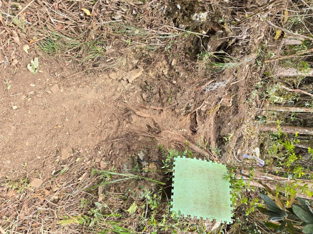 郡大神木群一日行_2440576