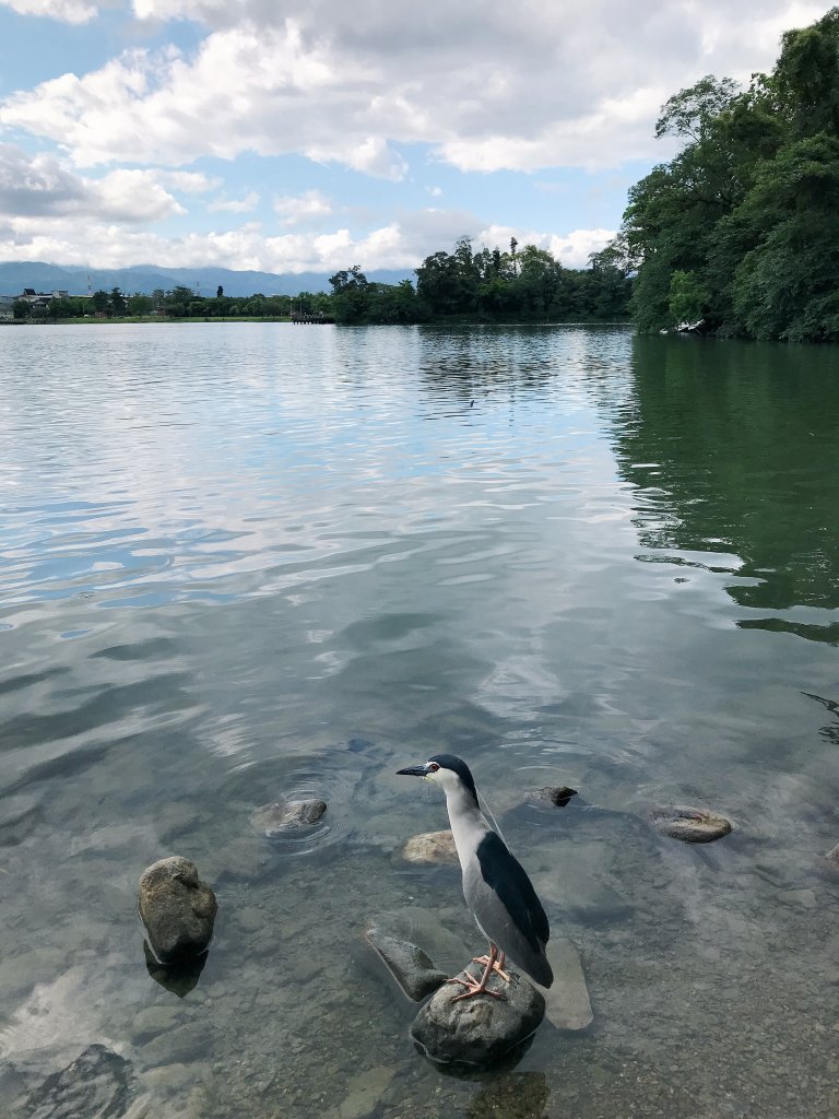 20210423梅花湖環湖步道_1369643