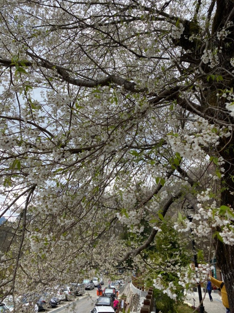 霧社櫻王 只櫻有你_873222