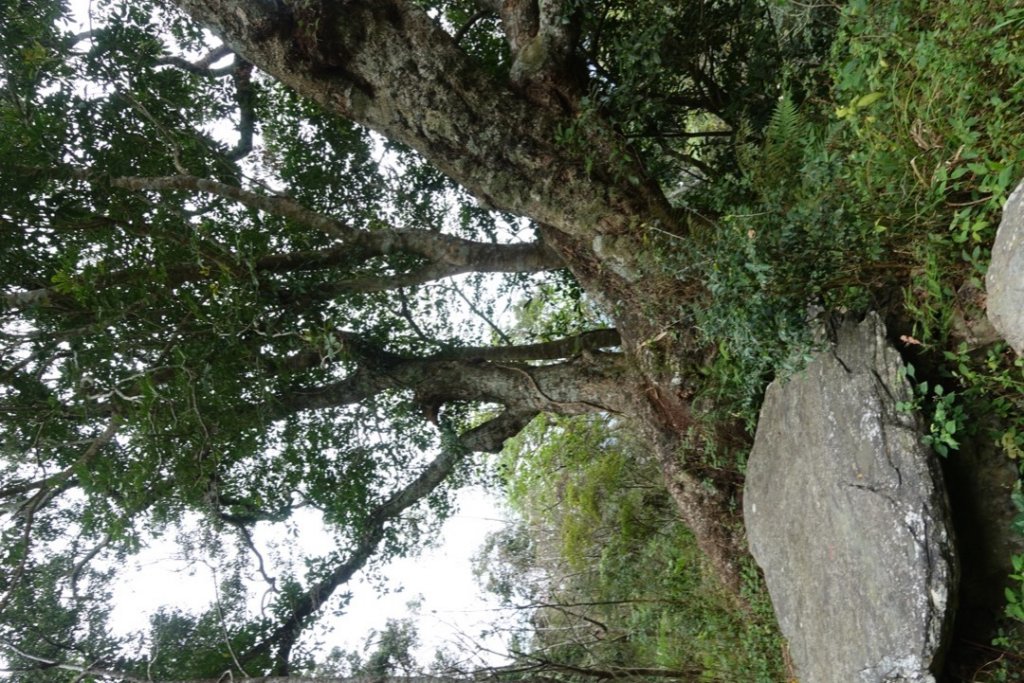 小鬼湖林道上亞泥迪山_1276825