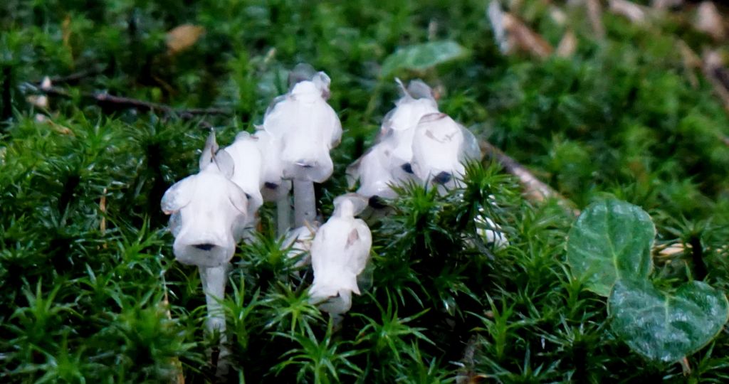 風雨中的大小霸_394487