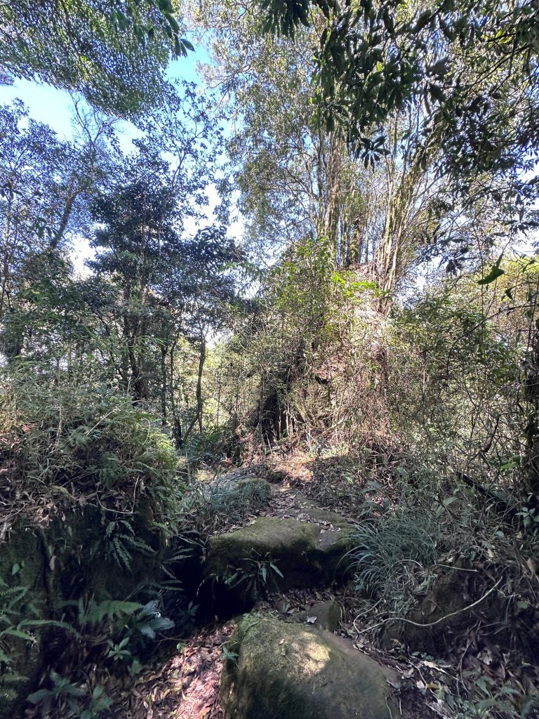 大凍山連走芙蓉山小O繞_2470501