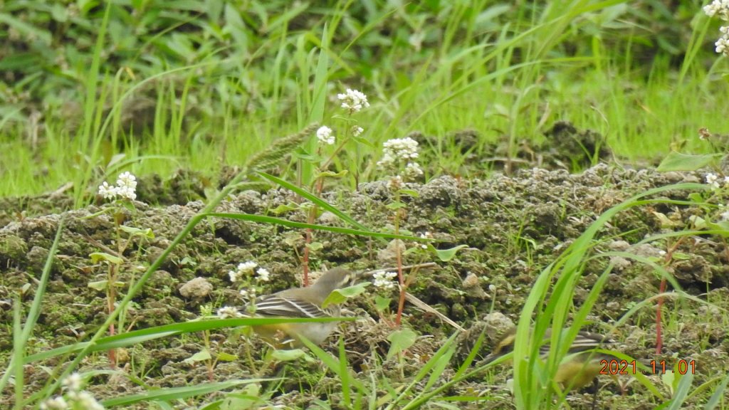 追花是簡單的快樂，賞花是恬淡的幸福。_1500729