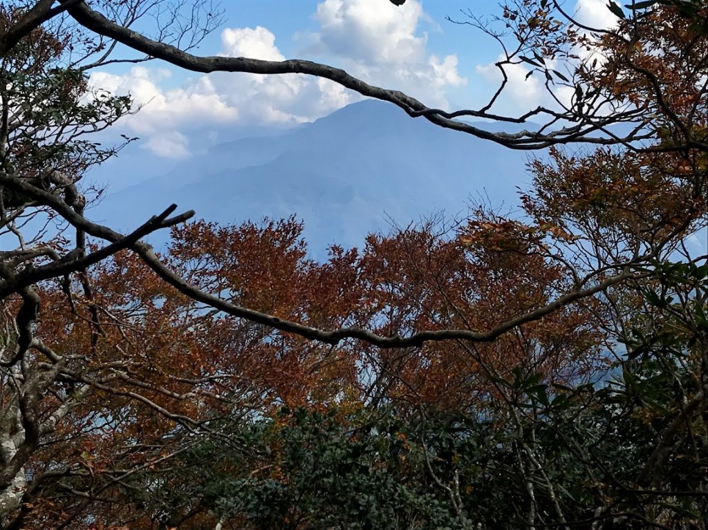 內鳥嘴山賞山毛櫸順遊北得拉曼巨木步道神木群20181107封面圖