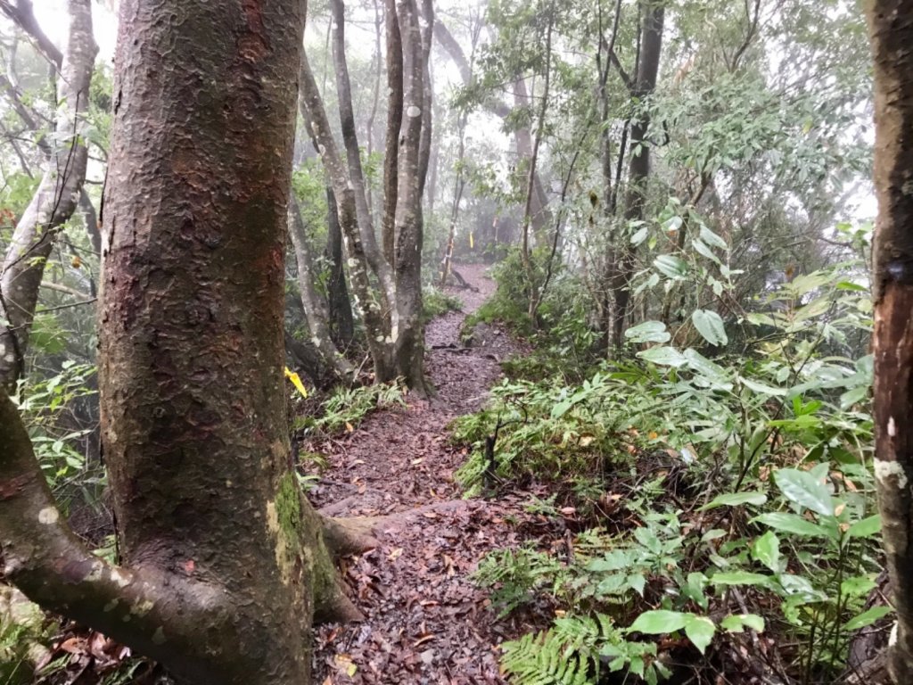 水雲之鳳 上島山_491292