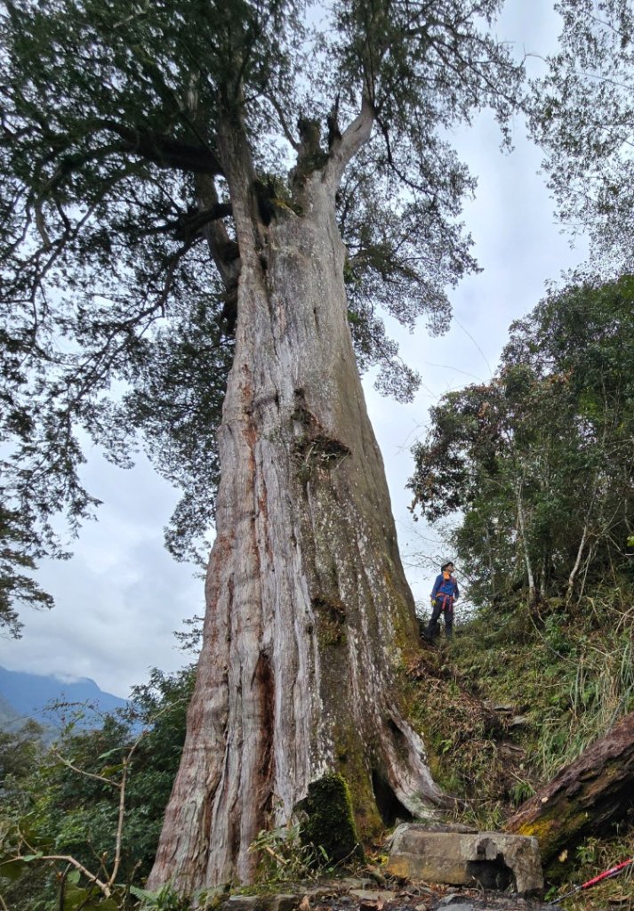 鳶嘴山+稍來神木封面圖