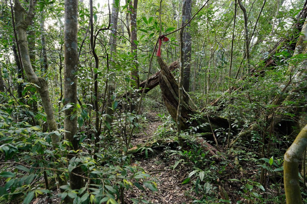 新北 烏來 大保克山、多望來山_2727373