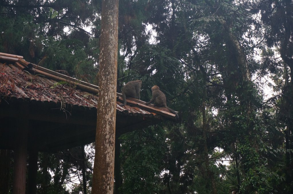 溪頭自然教育園區_2016898