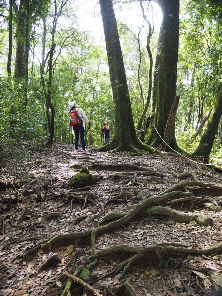 台中谷關七雄屋我尾山步道20190406_560496