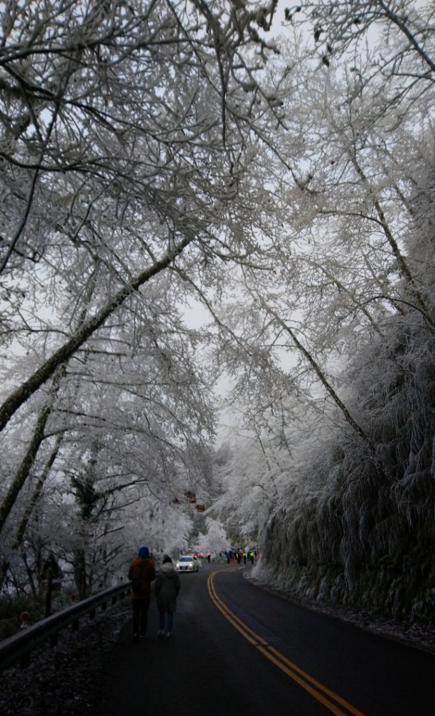 瑞雪兆豐年～鐵杉國家步道_1223733