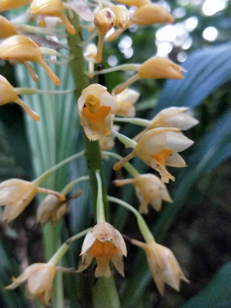 202009 組合山，雲森四瀑_1105966