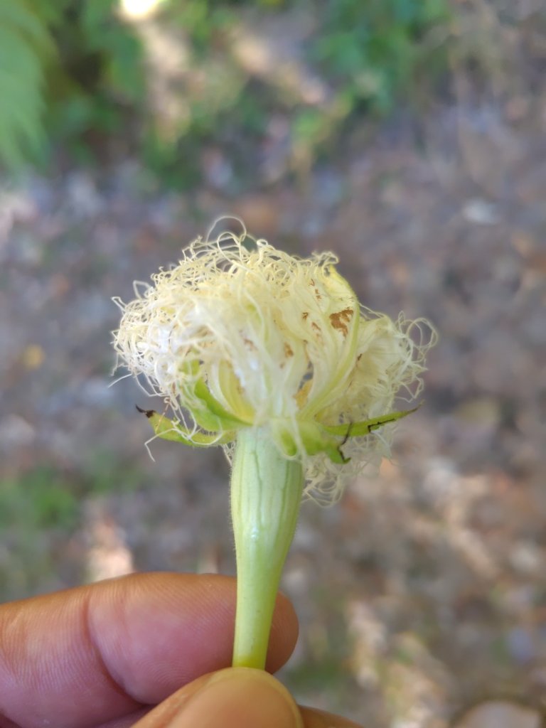 守關山南峰 守關山 守城大山_2919087