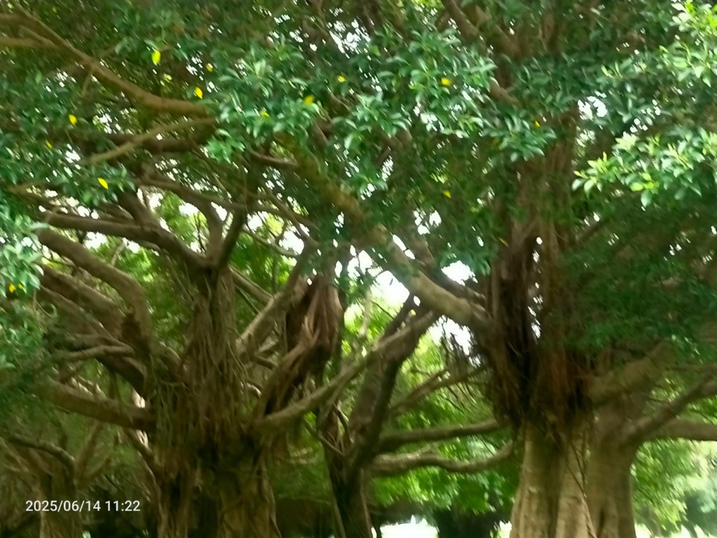 臺北大縱走第八段：捷運動物園站至 捷運關渡站_2811529