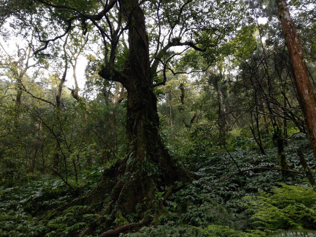 2018.04.07復興三尖-那結山_1005323