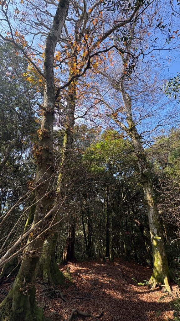 山毛櫸的「最後一舞」_2955280