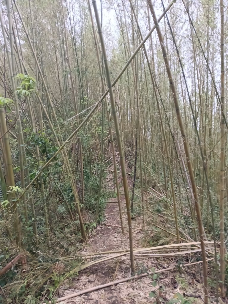 蝙蝠洞步道+觀音洞步道+牌子山+金平山南峰+金牌山+觀音洞步道(金牌逆縱走)_2747844