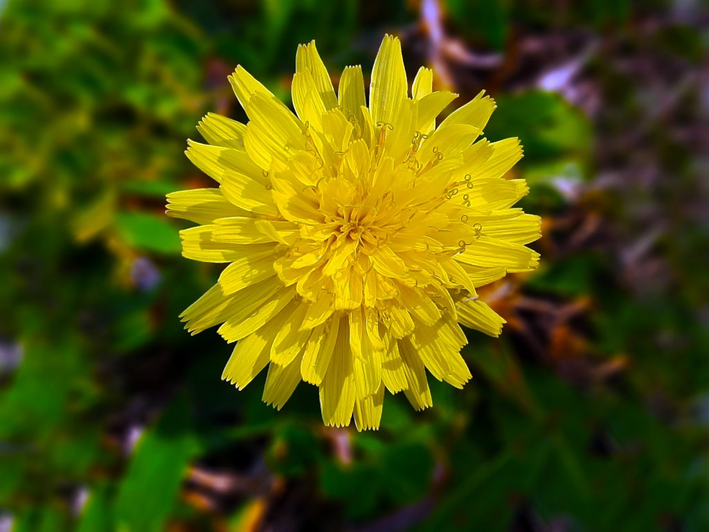 臺北大縱走7：家鄉的茶園開滿花 閃閃的淚光魯冰花_1633270