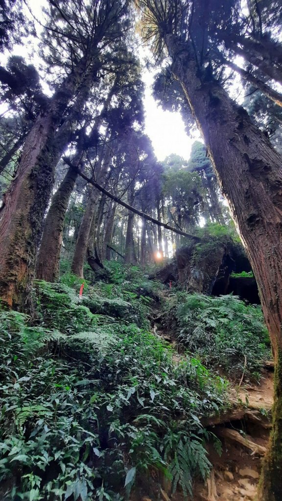 《南投》忘憂森林｜嶺頭山及金柑樹山O繞(留龍頭起登)20230318_2076769